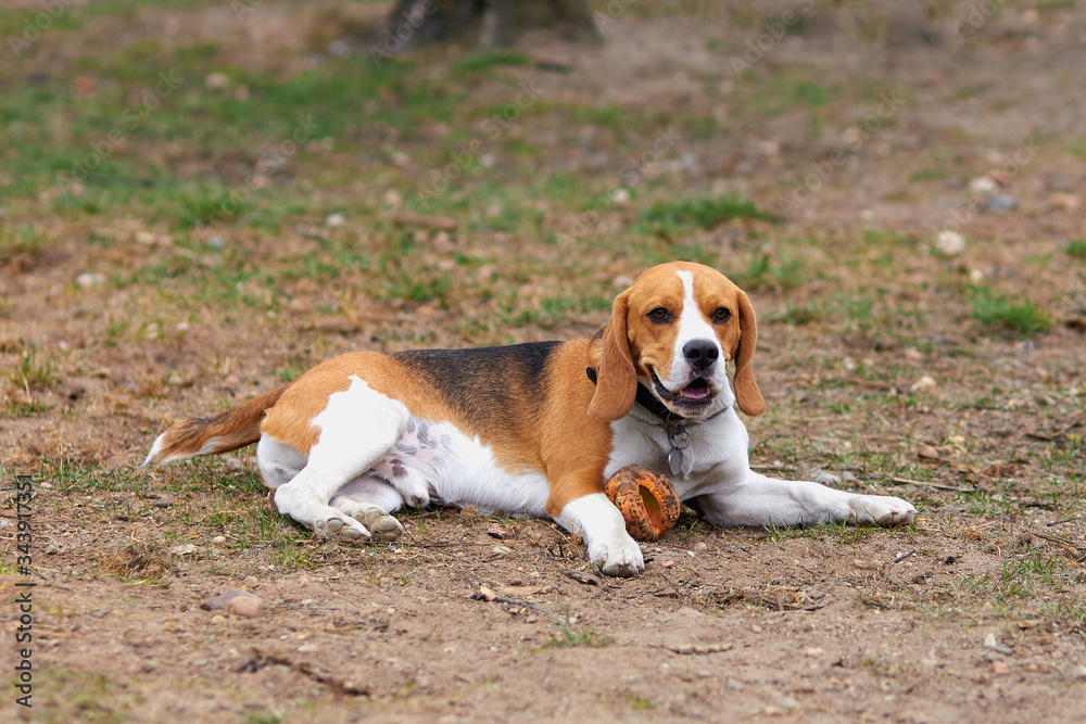 one beagle dog in a collar lies on the street with a toy