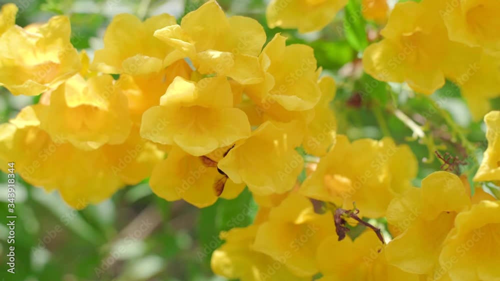 4K Slow motion of honeybee busy in rape seed flower in spring field Tropical areas of southern Thailand. 4K Slow motion of honeybee busy in rape seed flower in spring field Tropical areas of southern Thailand.