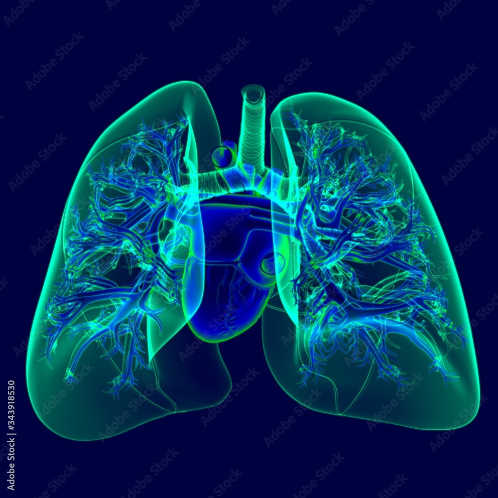 3D Illustration Human Heart With Transparency Lungs 3D Illustration Human Heart With Transparency Lungs