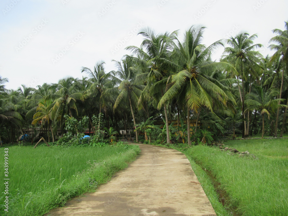rice field in India surrounded by palms