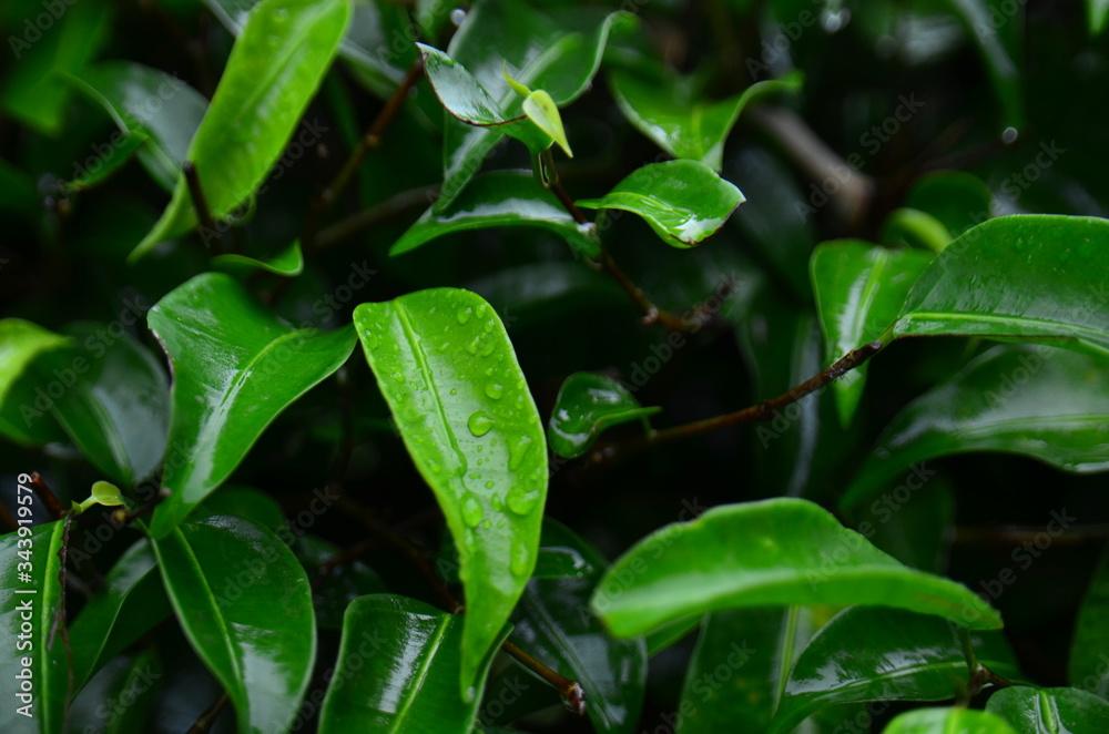 Green Leaves Background Textures With Water Effect Green Leaves Background Textures With Water Effect