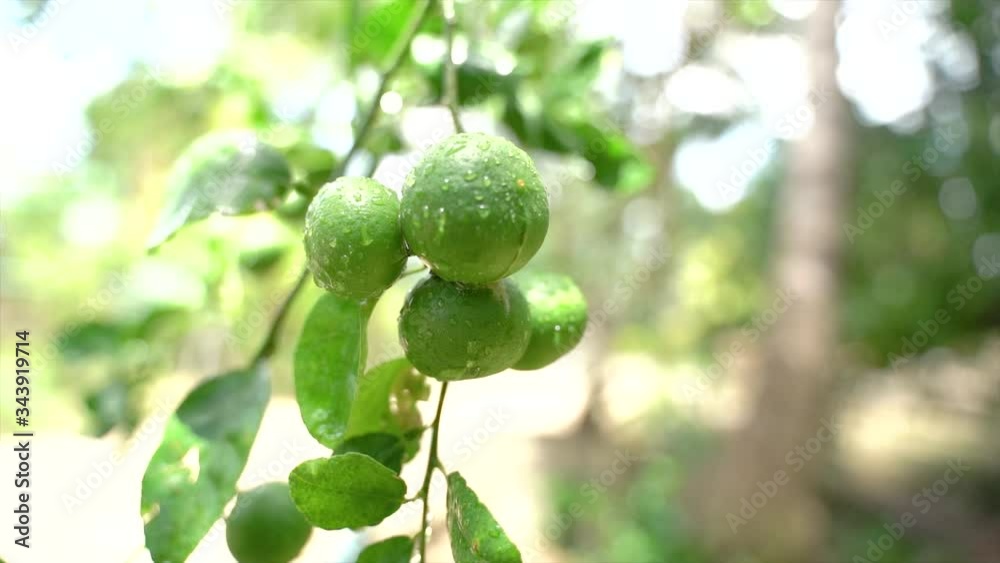Green lemons on the tree. Lemons against the background of green leave, taken from the actual location After the rain, bright. 4K viedo Tropical areas in southern Thailand. Green lemons on the tree. Lemons against the background of green leave, taken from the actual location After the rain, bright. 4K viedo Tropical areas in southern Thailand.