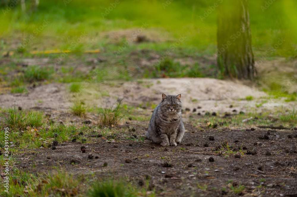 a grey cat walking in the forest springtime a grey cat walking in the forest springtime