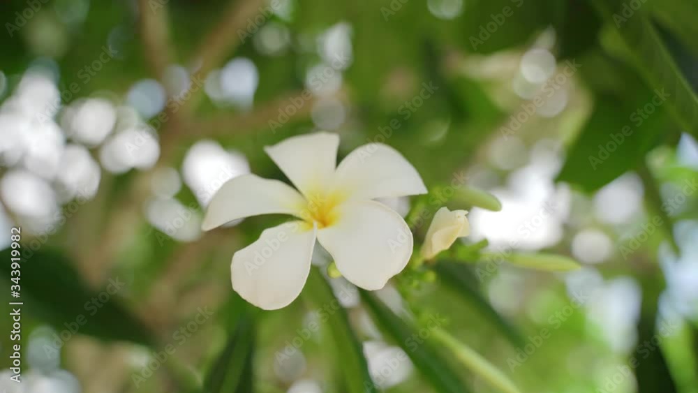 White plumeria on the plumeria tree., taken from the actual location After the rain, bright. 4K viedo Tropical areas in southern Thailand. White plumeria on the plumeria tree., taken from the actual location After the rain, bright. 4K viedo Tropical areas in southern Thailand.