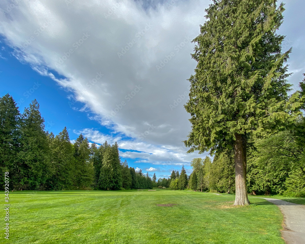 Golf course with gorgeous green and fantastic forest view.