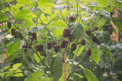 Group of chocolate habanero peppers (Capsicum chinense) on a habanero Chocolate brown hot chili peppers. Tasty paprika, one of the hottest pepper on the world.