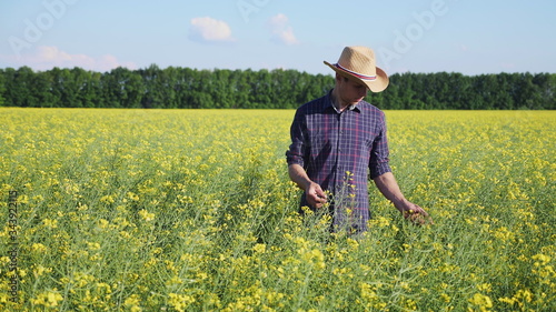 Farmer examining rapeseed blooming plants, male hand of an agronomist in cultivated oilseed rape field