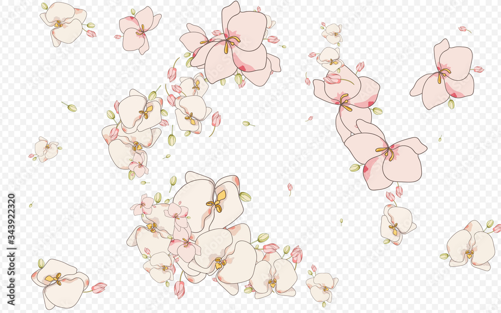 White Orchid Plant Vector Transparent Background. 