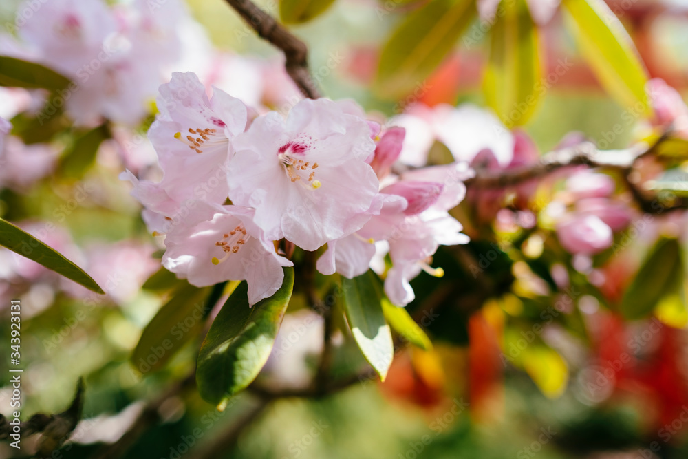 Fototapeta premium Azalea flowers on a tree branch