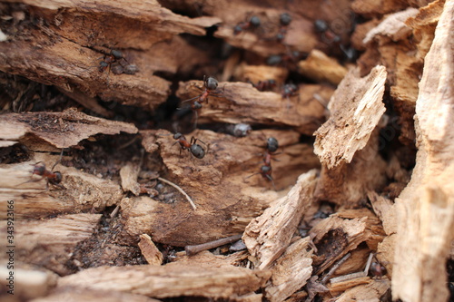 insects ants crawl on an anthill in the spring in the forest on the land of nature