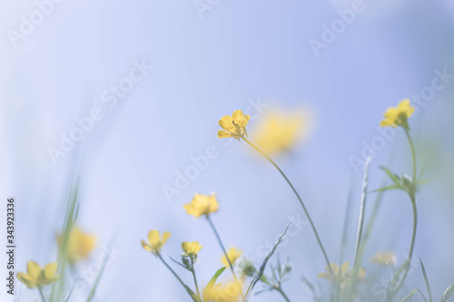 Fototapeta Naklejka Na Ścianę i Meble -  Blumen mit gelber Blüte