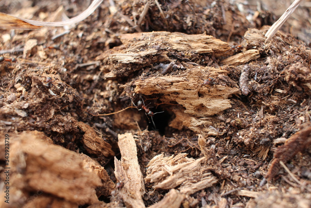 insects ants crawl on an anthill in the spring in the forest on the land of nature insects ants crawl on an anthill in the spring in the forest on the land of nature