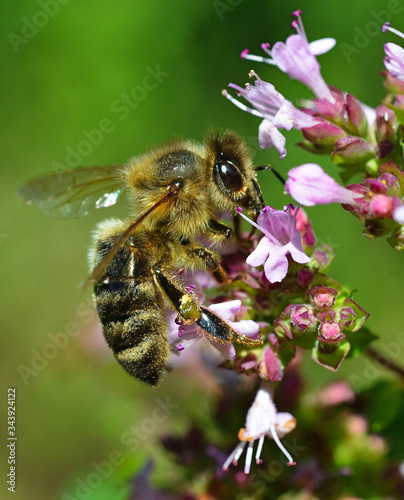 Biene auf Blume © Michael