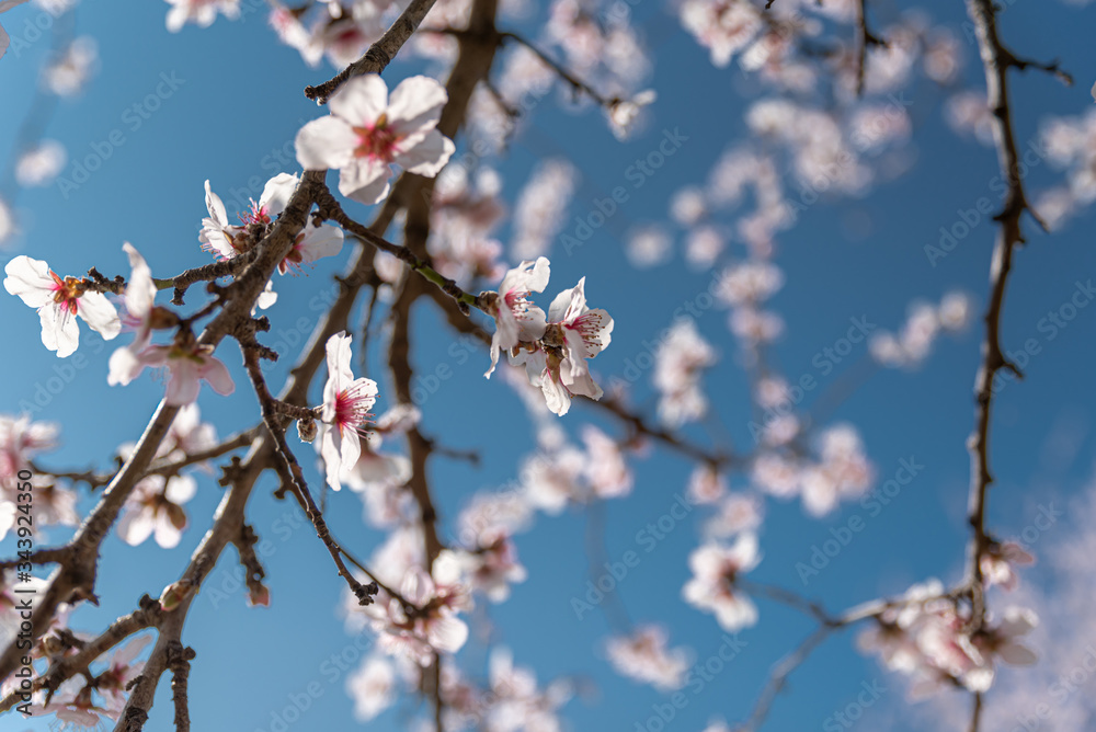 Fresh almond flowers on a background of blue sky Fresh almond flowers on a background of blue sky