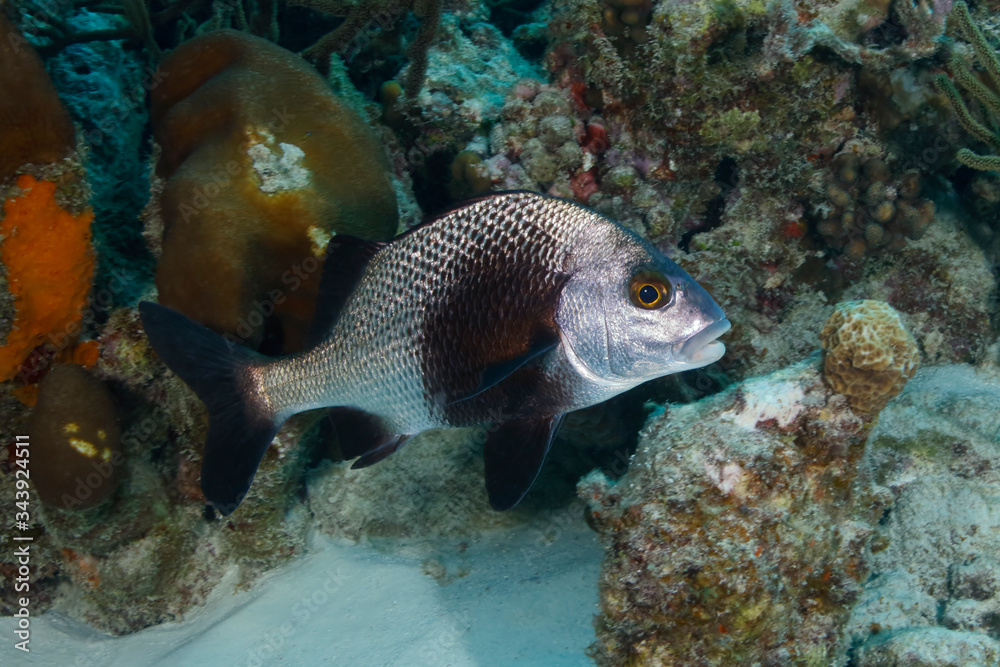 Black Margate swimming over a coral reef - Bonaire