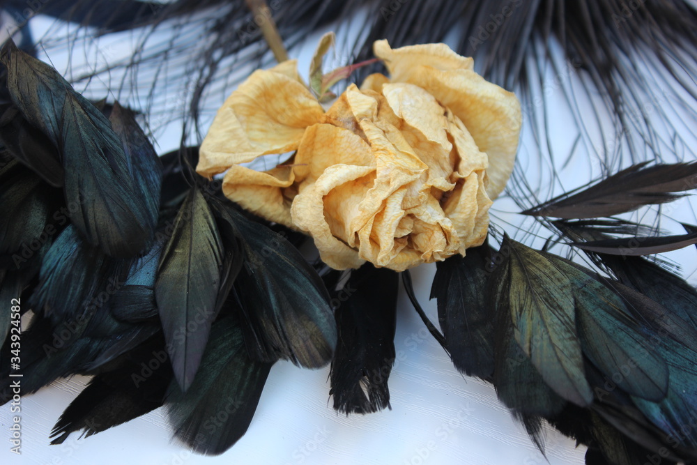 Fading rose on black feathers. Vintage background. Beige rose on a background of feathers. Old theme. Gothic theme.