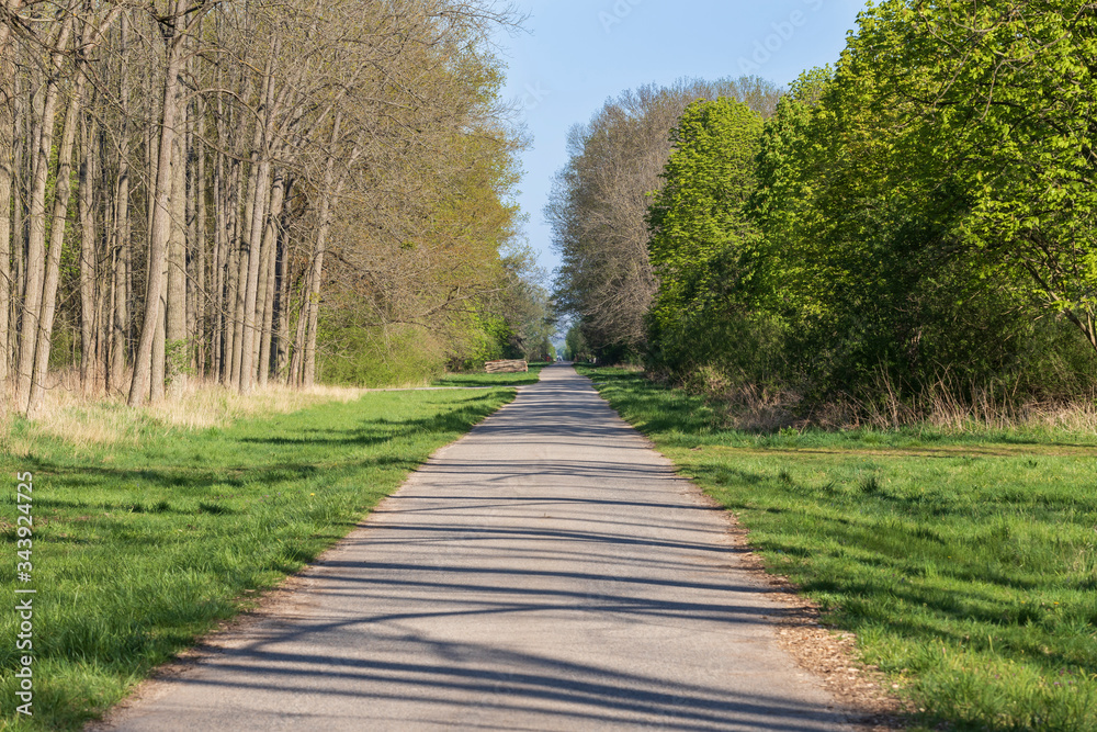 Forest asphalt road lined with trees.