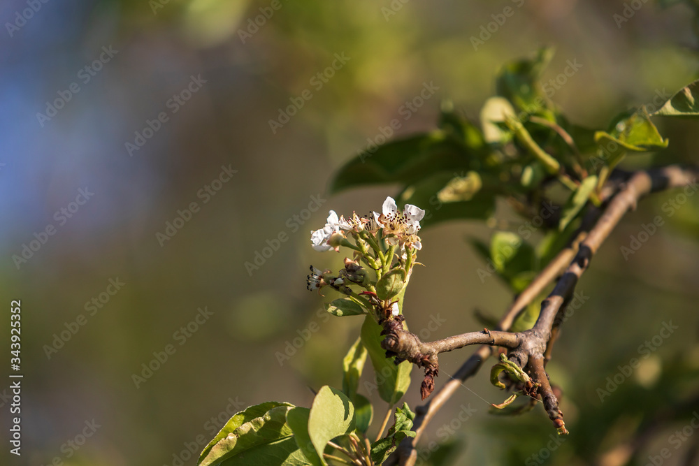 White blooming apple blossom on a tree White blooming apple blossom on a tree
