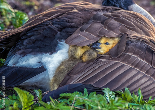 A newly hatched gosling warm and cosy under the mothers wing  