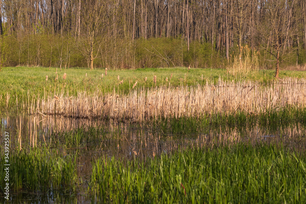Spring view of a pond where reeds grow. Spring view of a pond where reeds grow.