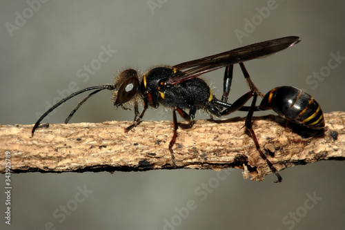 Sceliphron curvatum,  mud-dauber invasive wasp photo