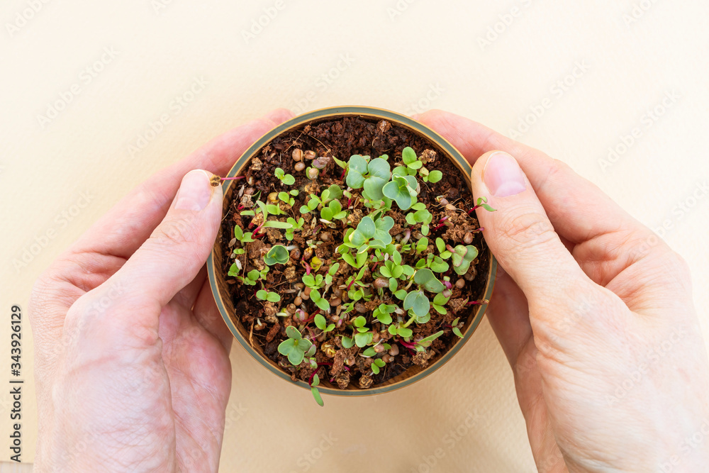 How to grow microgreen at home. Step by step. Step 5. After a few days, the greens begin to sprout. Healthy food, superfood.