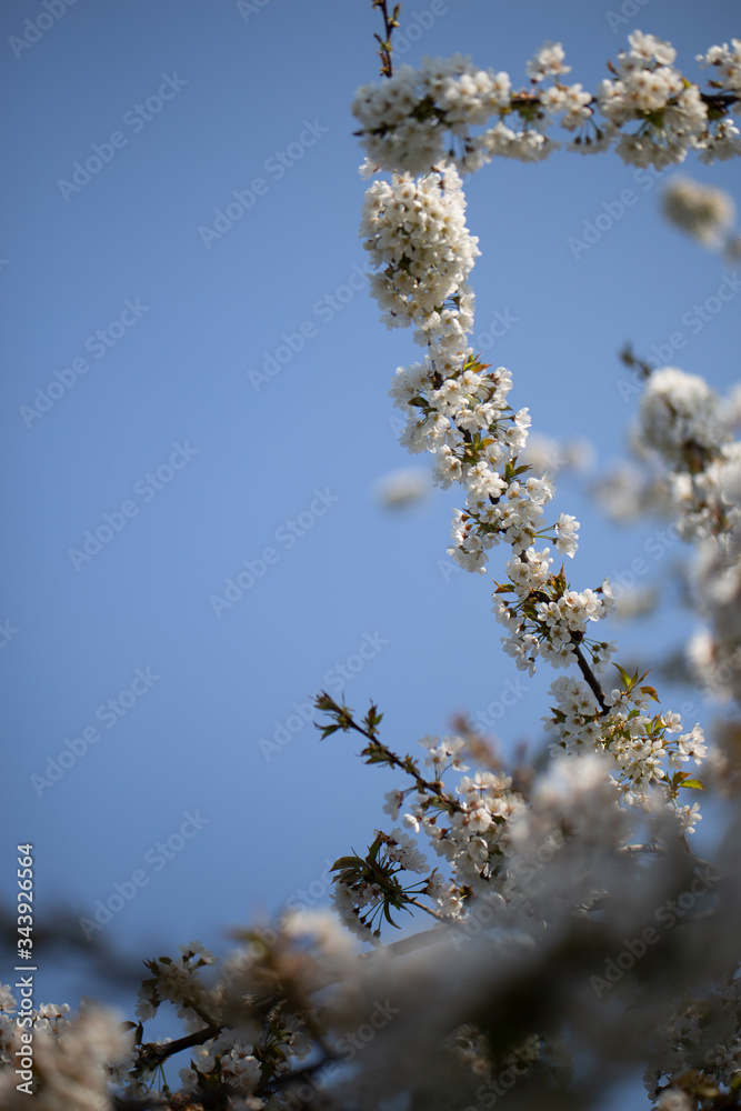 Zweig mit vieln Blüten vor Himmel - Frühling Zweig mit vieln Blüten vor Himmel - Frühling