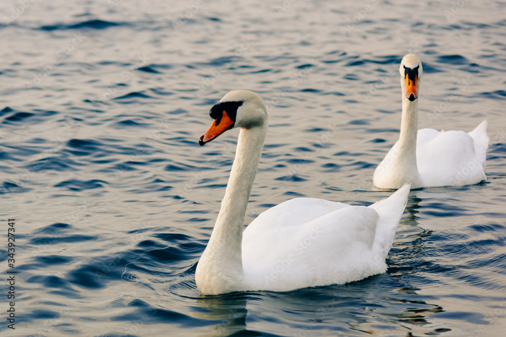 Fototapeta premium Two beautiful white swans swim in the calm sea water. Wintering on the Black Sea off the coast of Anapa