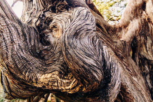 The swirling texture of the deformed trunk of a large old juniper tree.