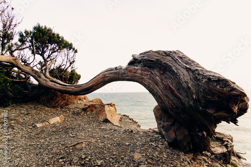 Fotografie A trunk of a juniper tree deformed by gusts of wind with a split from an ax and people scratched by bark on a cliff of a rock in a nature reserve against the background of the sea