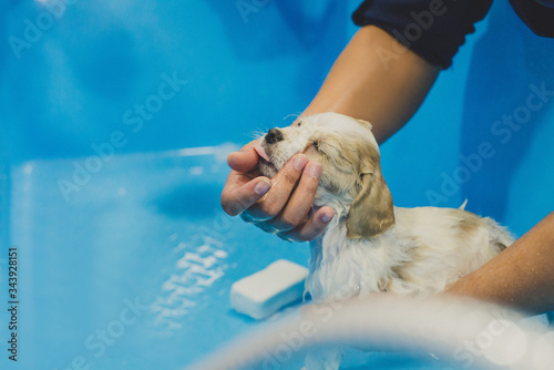 Filhote de cachorro tomando banho petshop photo