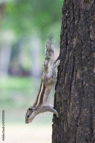 indian squirrel on a tree © Bernd Jürgens