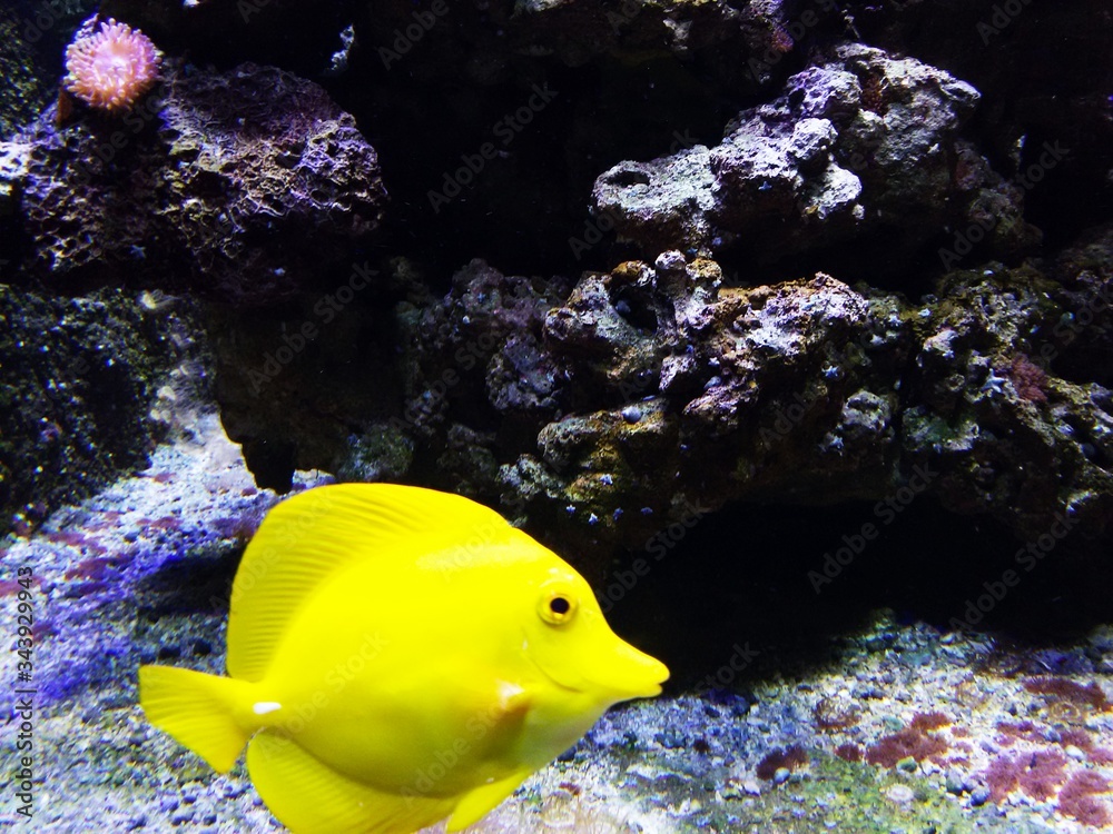 Obraz premium A bright yellow solitary fish swims in a flawless wave under a rock.