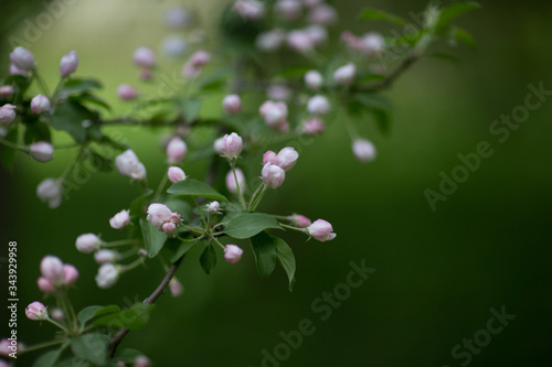 Very beautiful and delicate flowering branch of a pink apple tree