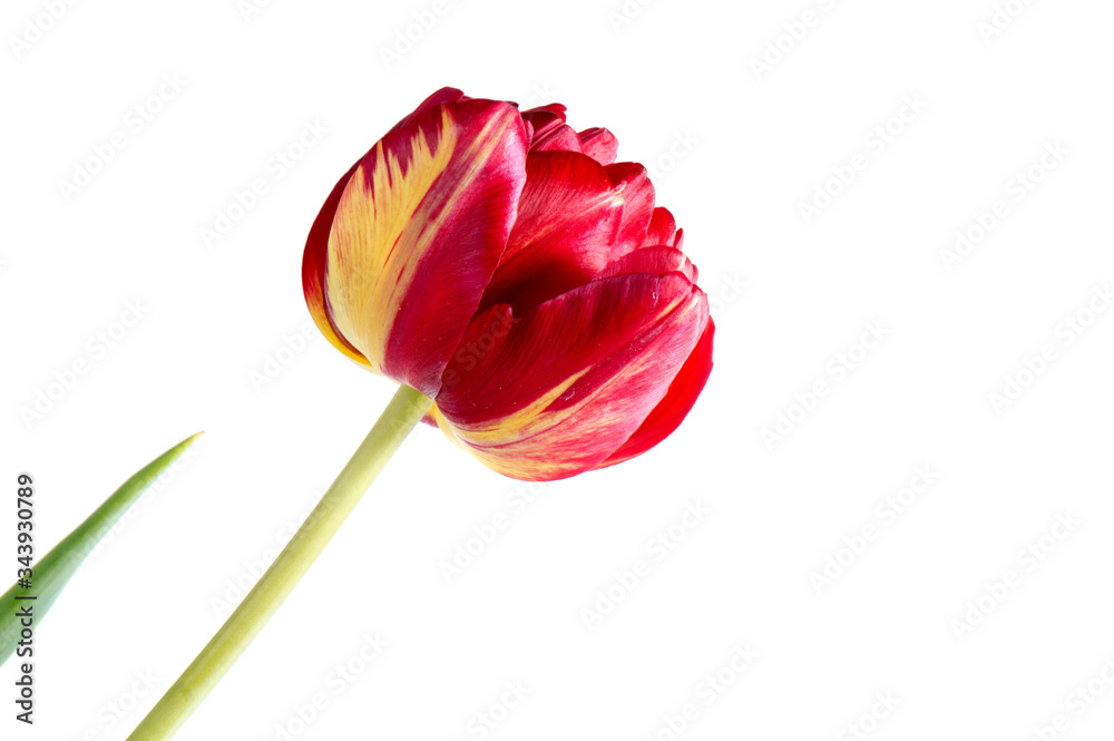 Elegant red-orange tulip on a background of green leaves. Bright red-yellow tulip bud. Floral Greeting Card. One beautiful tulip. Elegant red-orange tulip on a background of green leaves. Bright red-yellow tulip bud. Floral Greeting Card. One beautiful tulip.