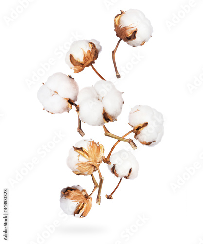Cotton flowers frozen in the air close up on white background