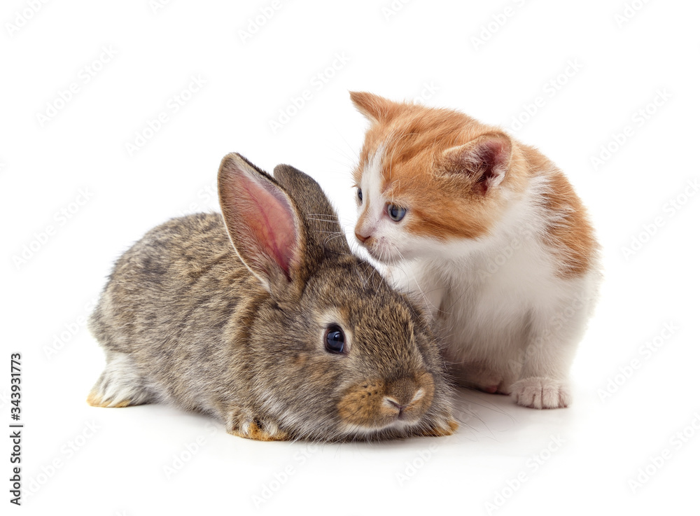 Obraz premium Сat and rabbit.