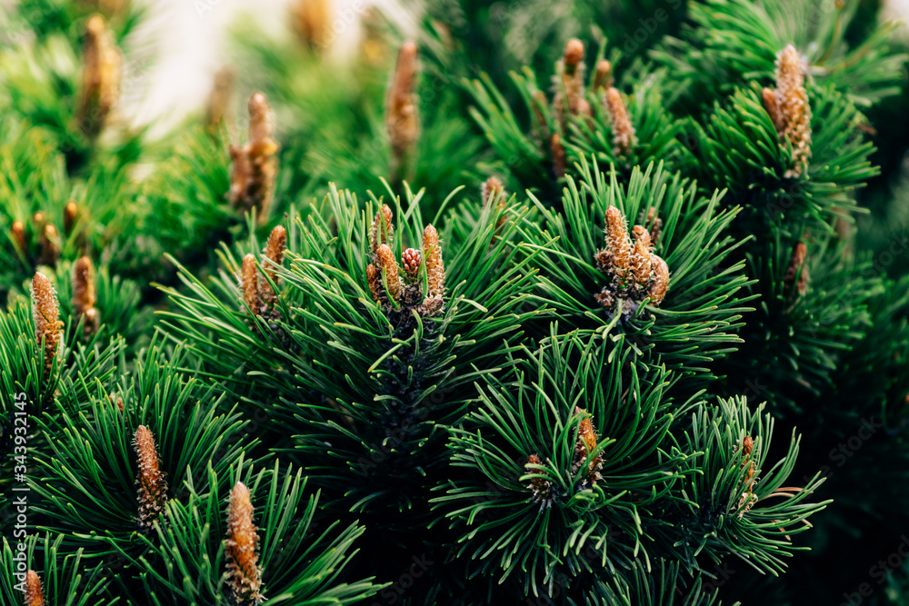 Young coniferous shoots on a stunted spruce tree in early spring with small beige cones. Young coniferous shoots on a stunted spruce tree in early spring with small beige cones.
