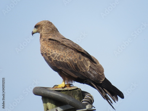 hawk perched