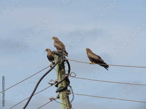 birds on a wire