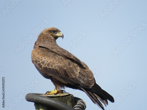 hawk perched