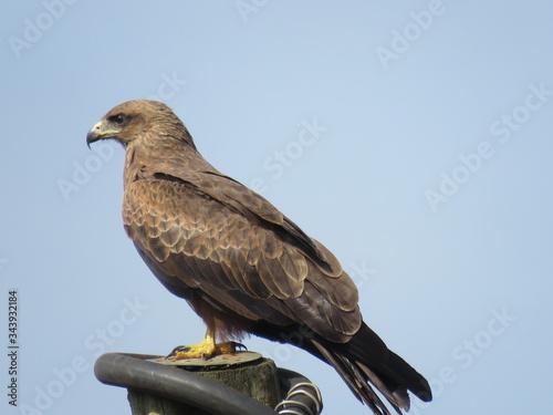 hawk perched