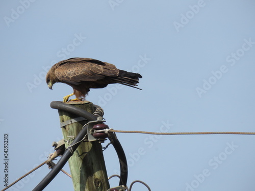 bird of prey