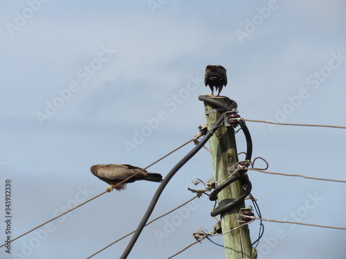 bird on a wire