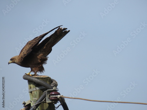hawk about to take off