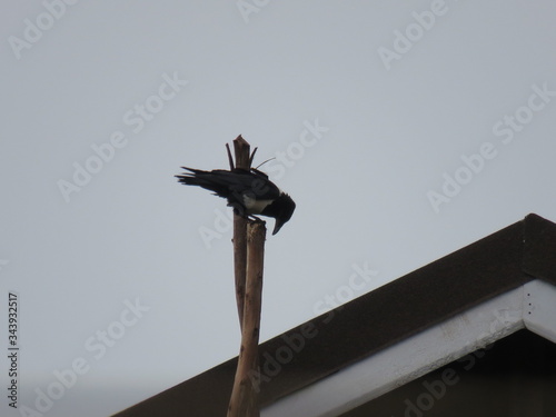 crow on the roof