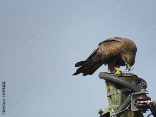 eagle