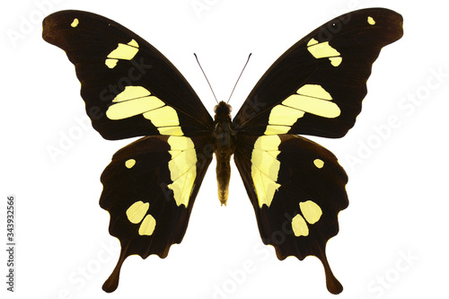 Black yellow African Swallowtail Butterfly (Papilio hesperus, male) isolated on white background