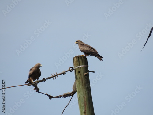 bird of prey