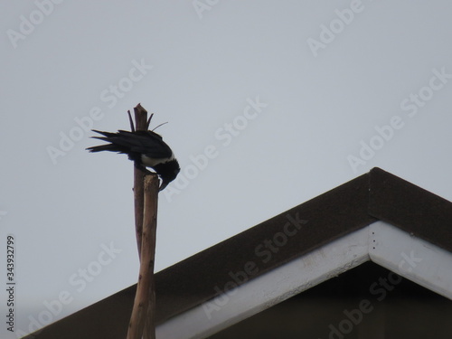 bird on a roof